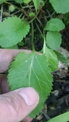 Packera pseudaurea semicordata
