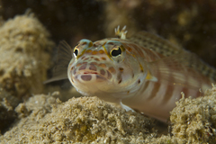 Parapercis xanthozona