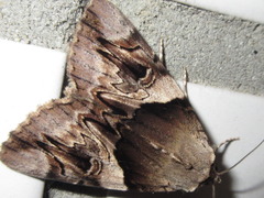 Catocala fulminea