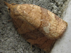 Pandemis cinnamomeana