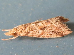 Microchilo inexpectellus