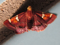 Pyralis cardinalis