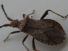 Coriomeris scabricornis