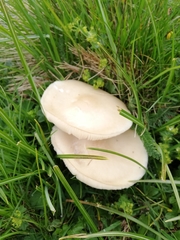 Melanoleuca strictipes