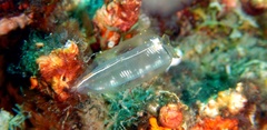Rhopalaea