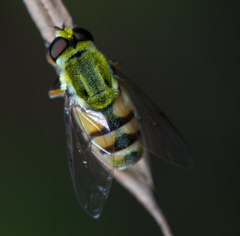 Dissoptera heterothrix