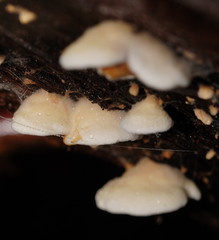 Pseudomerulius