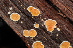 Pseudomerulius