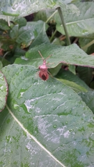 Coreus marginatus