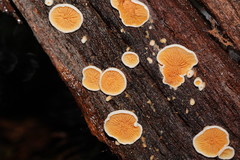 Pseudomerulius