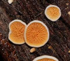 Pseudomerulius