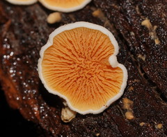Pseudomerulius