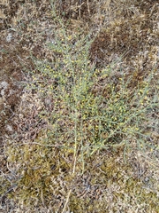 Asparagus prostratus