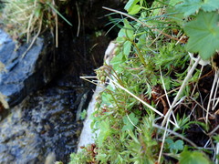 Saxifraga hypnoides