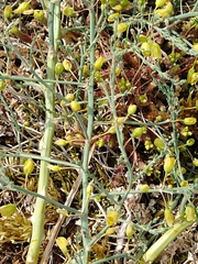 Asparagus prostratus