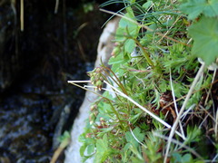 Saxifraga hypnoides