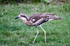Bush Stone-Curlew photo 4