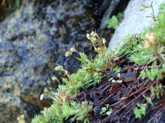 Saxifraga hypnoides