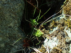 Saxifraga hypnoides