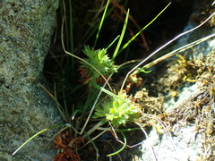 Saxifraga hypnoides