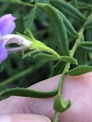 Coopernookia barbata