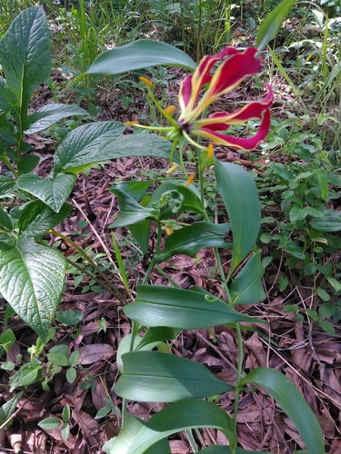 Gloriosa image