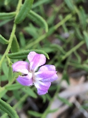 Coopernookia barbata