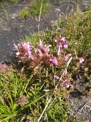 Pedicularis sylvatica