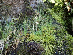 Micranthes stellaris