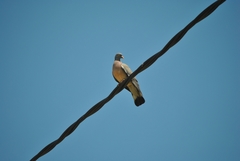 Columba palumbus