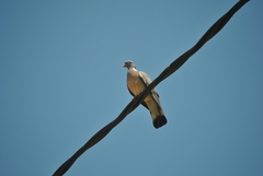 Columba palumbus