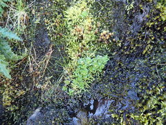 Micranthes stellaris