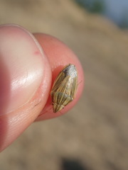 Aelia acuminata