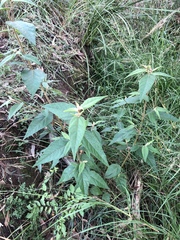 Commersonia dasyphylla