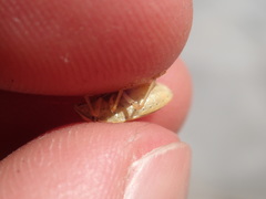 Aelia acuminata