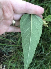 Commersonia dasyphylla
