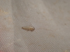Tytthaspis sedecimpunctata