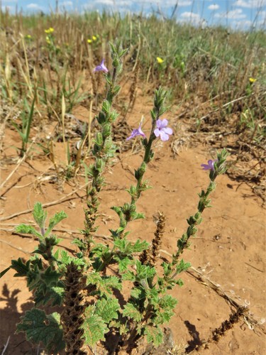 Image of Verbena plicata by (c) Annika Lindqvist, some rights reserved (CC BY)
