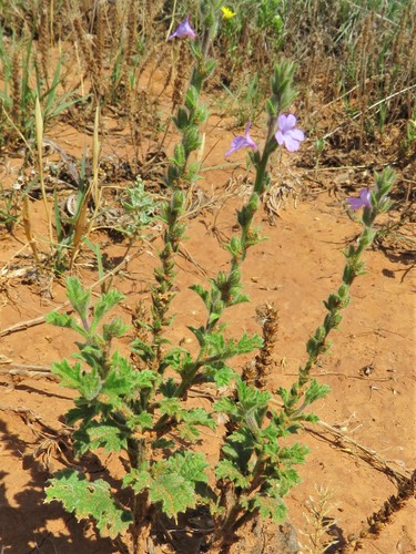 Image of Verbena plicata by (c) Annika Lindqvist, some rights reserved (CC BY)
