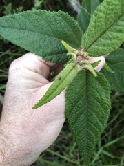 Commersonia dasyphylla