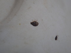 Tytthaspis sedecimpunctata