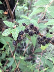 Commersonia dasyphylla