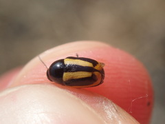 Cryptocephalus vittatus