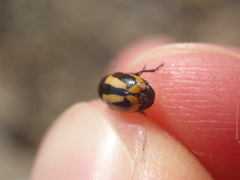 Cryptocephalus vittatus