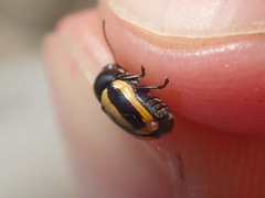 Cryptocephalus vittatus