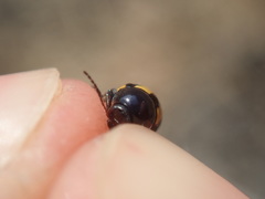 Cryptocephalus vittatus