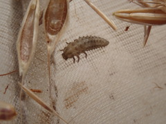 Tytthaspis sedecimpunctata