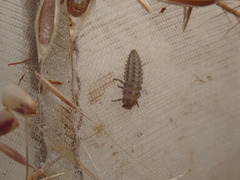 Tytthaspis sedecimpunctata