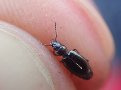 Microlestes