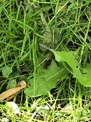 Pterophorus pentadactyla